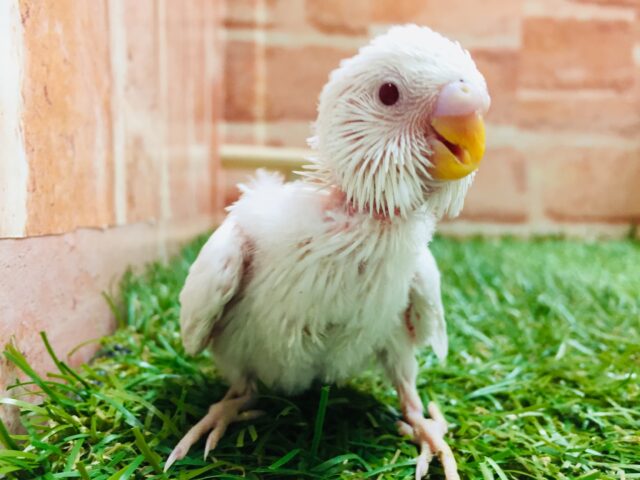 セキセイインコ