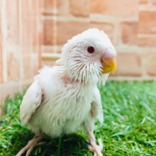 久々にアルビノカラーのセキセイちゃんがやってきました～😻😻　セキセイインコ