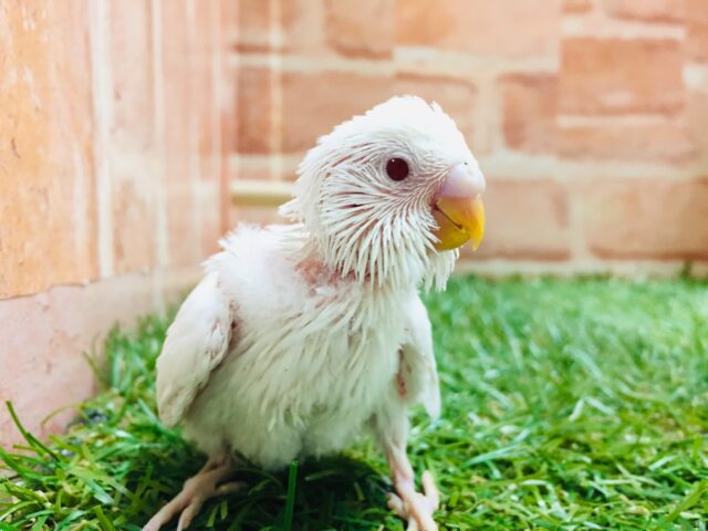 久々にアルビノカラーのセキセイちゃんがやってきました～😻😻　セキセイインコ