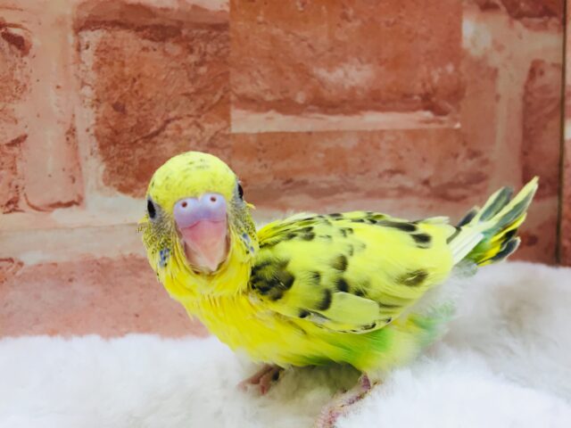 セキセイインコ