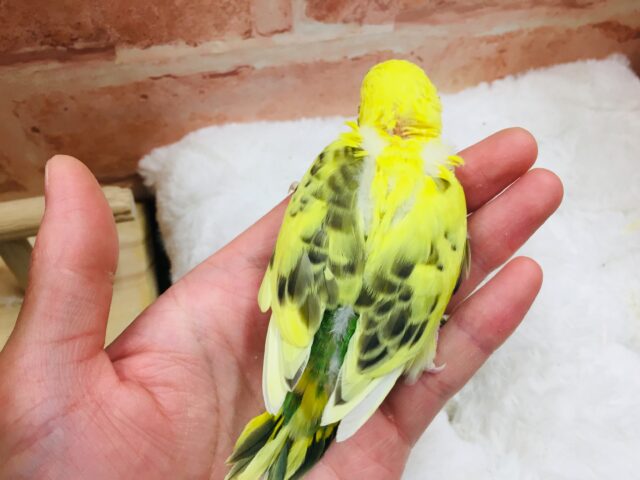 セキセイインコ