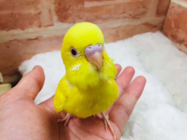 ルチノーカラーのセキセイちゃんがやって来ました～💛💛　セキセイインコ