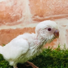 まっ白ボディが魅力的🌟🌟　セキセイインコ（アルビノ）