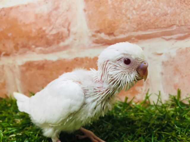 まっ白ボディが魅力的🌟🌟　セキセイインコ（アルビノ）