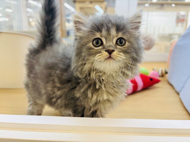 スコティッシュフォールド