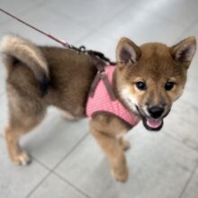 7/20最新🎥だっこ大好き♡柴犬くん♥️（赤）2025年3月22日生　男の子