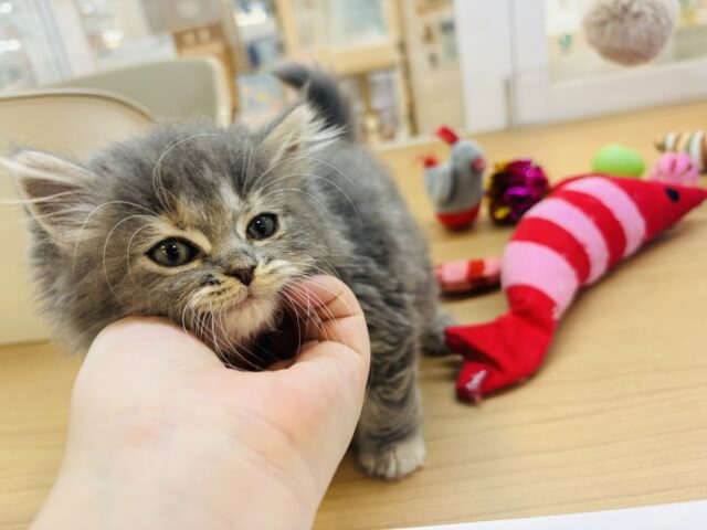 スコティッシュフォールド