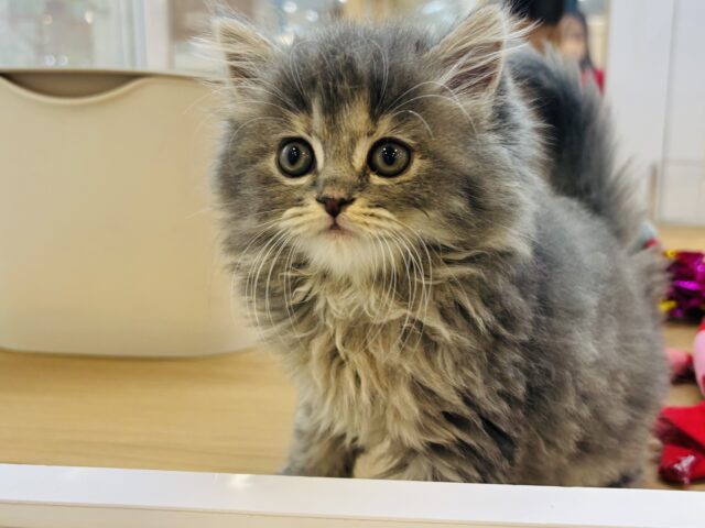 スコティッシュフォールド