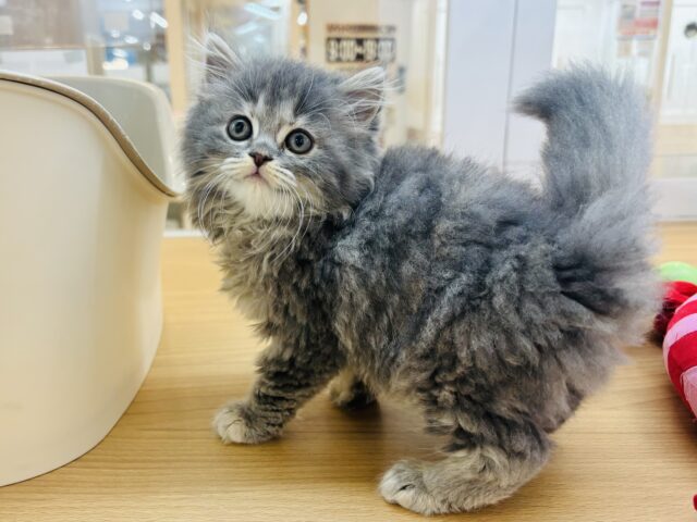 スコティッシュフォールド