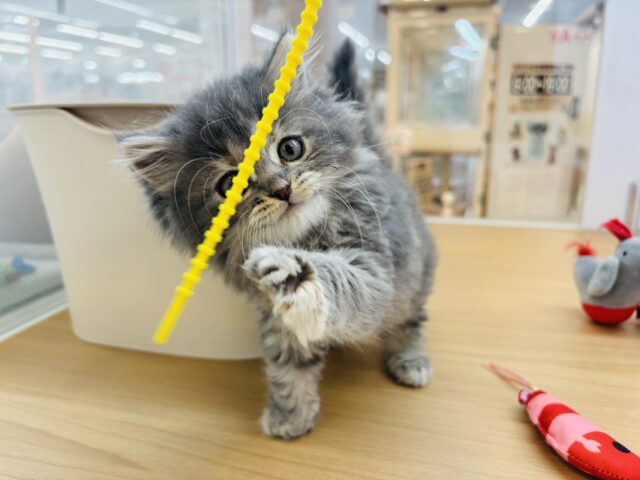 スコティッシュフォールド