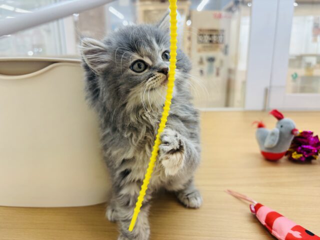 スコティッシュフォールド