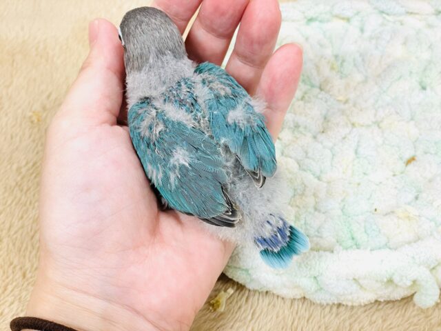 ブルーボタンインコ