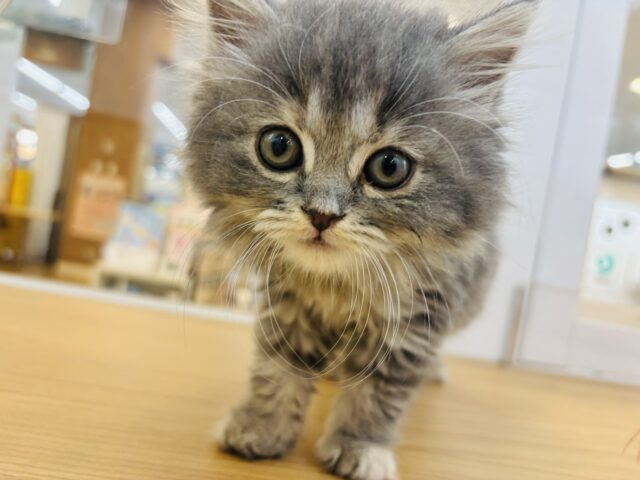 スコティッシュフォールド