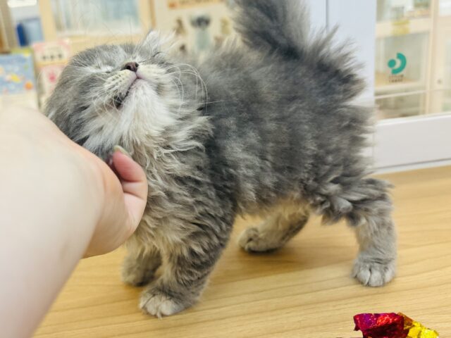 スコティッシュフォールド