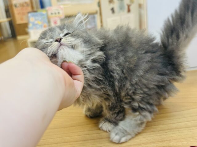 スコティッシュフォールド