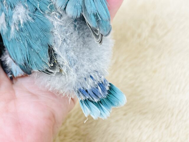ブルーボタンインコ