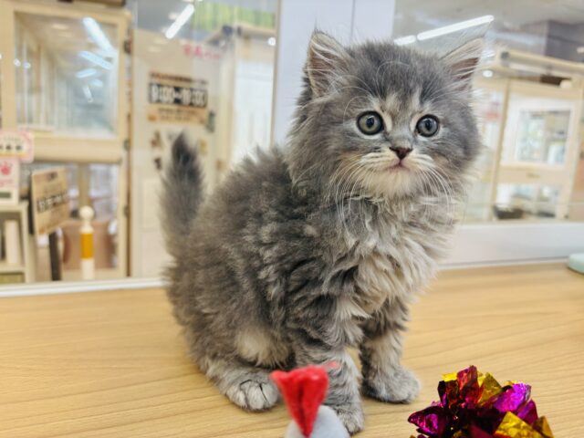 スコティッシュフォールド