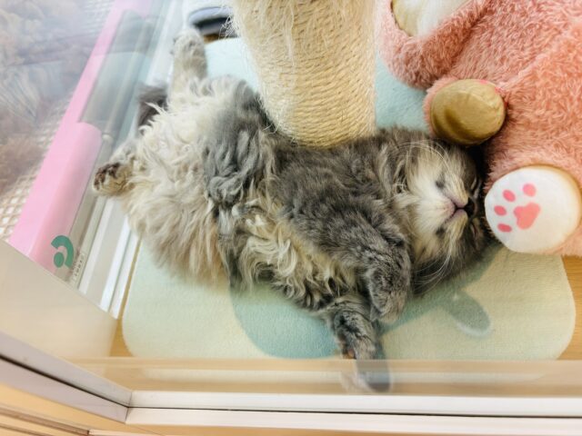 スコティッシュフォールド