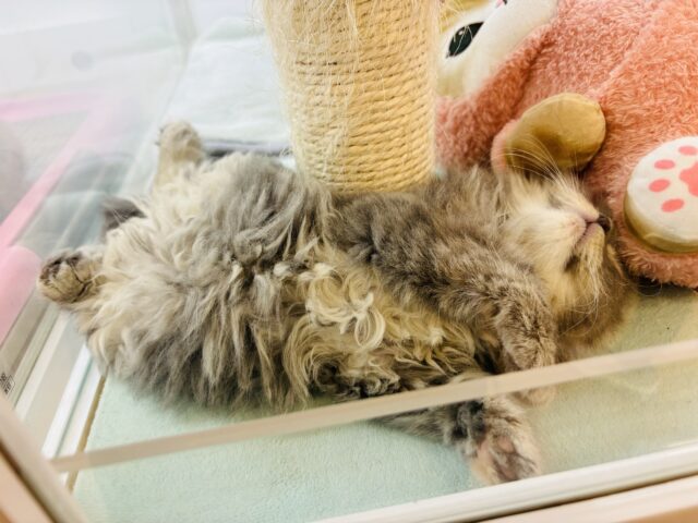 スコティッシュフォールド