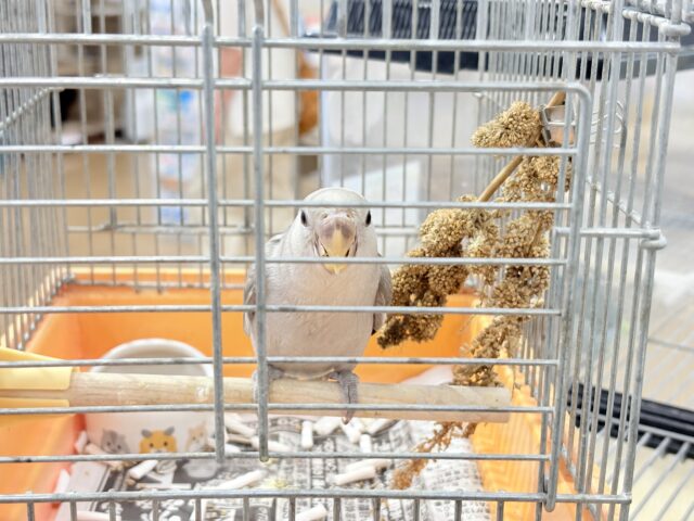 コザクラインコ（小桜インコ）