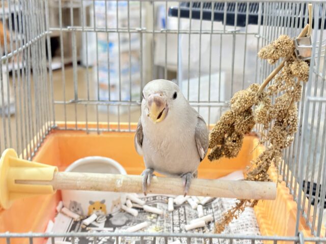 コザクラインコ（小桜インコ）