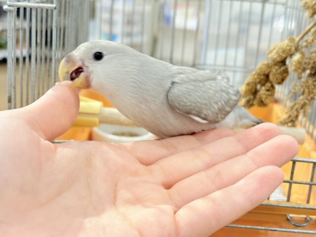 コザクラインコ（小桜インコ）