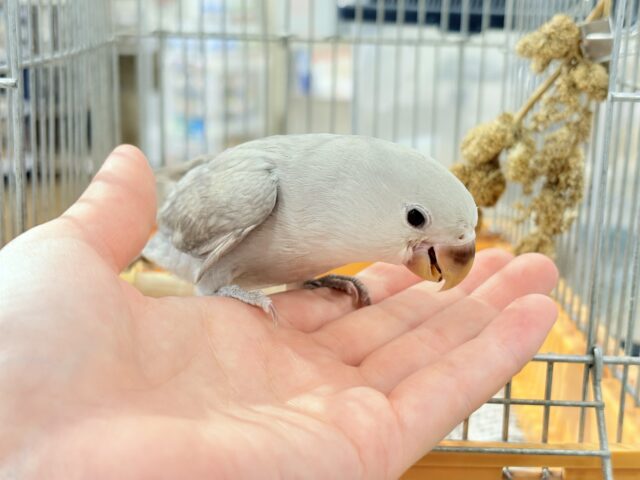 コザクラインコ（小桜インコ）
