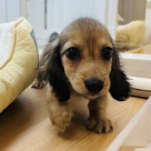 嬉しくてバックするよぉ〜♡カニンヘンダックスくん！