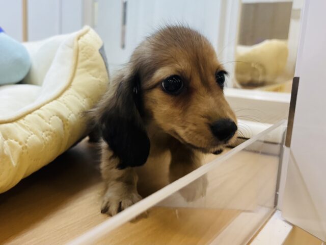 カニンヘンダックス