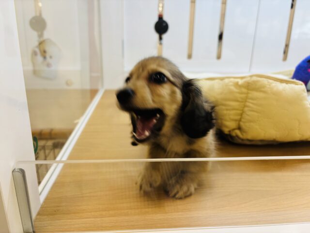 カニンヘンダックス