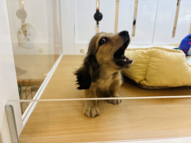 カニンヘンダックス