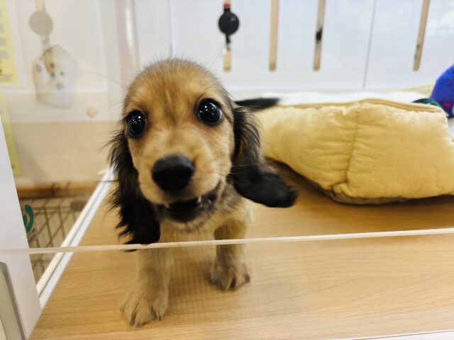 カニンヘンダックス