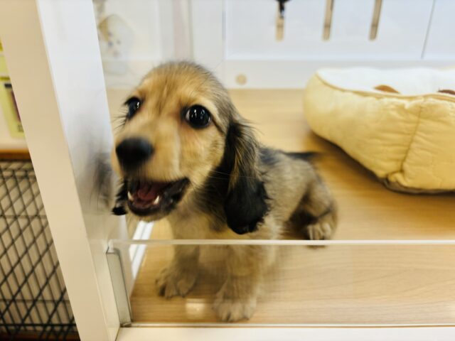 カニンヘンダックス