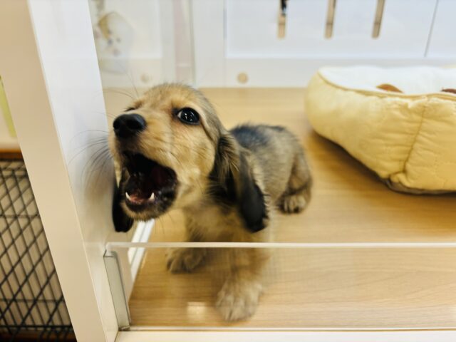 カニンヘンダックス