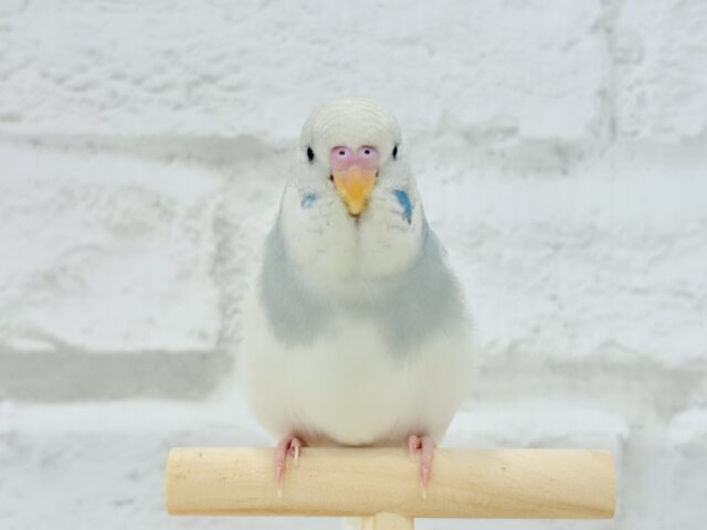 ジャンボセキセイインコ