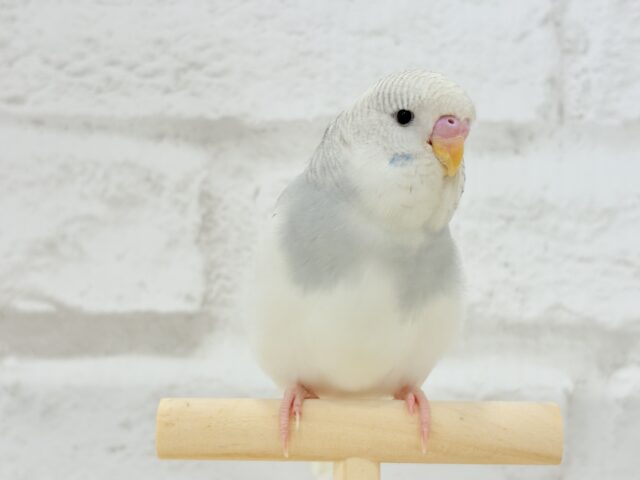 ジャンボセキセイインコ