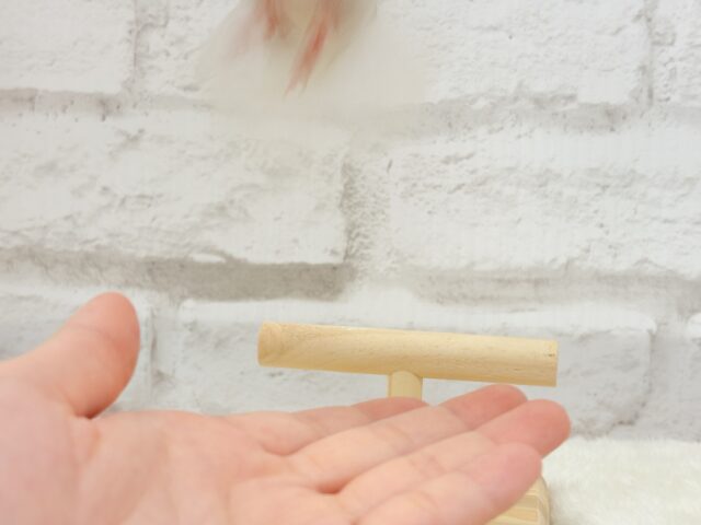 ジャンボセキセイインコ