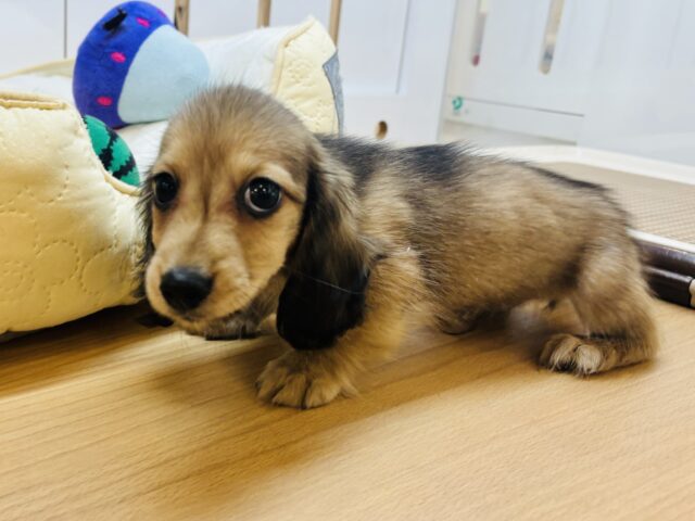 嬉しくてバックするよぉ〜♡カニンヘンダックスくん! カニンヘンダックス