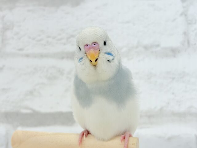 ジャンボセキセイインコ