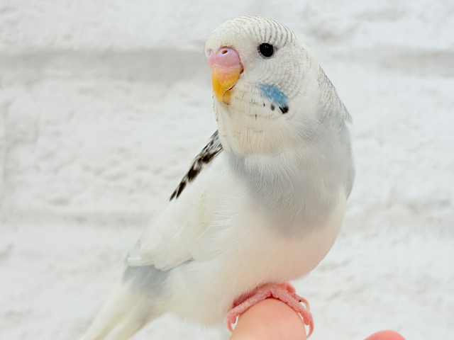 【最新画像・動画更新🪄】ふわふわほわほわ☁️もっふりちゃん🐣🫧ジャンボセキセイインコ(パイド) ヒナ