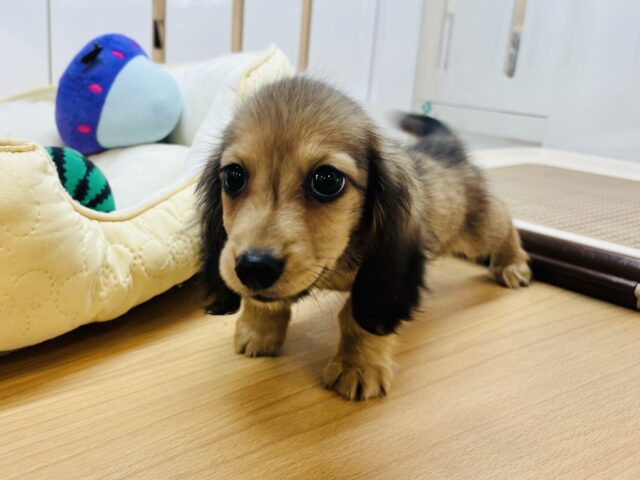 カニンヘンダックス