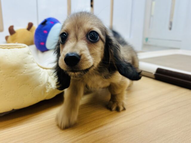 カニンヘンダックス