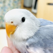【最新画像】可愛さアイドル級💙🤍コザクラインコ（バイオレットパイド）ヒナ