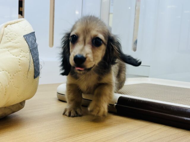 カニンヘンダックス