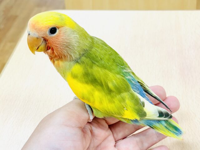 コザクラインコ（小桜インコ）