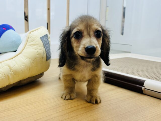 カニンヘンダックス