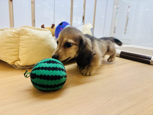 カニンヘンダックス