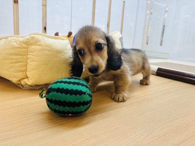 カニンヘンダックス