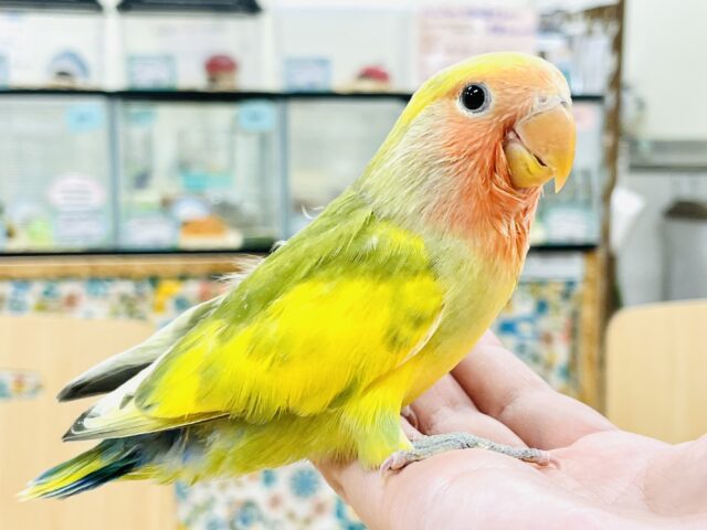コザクラインコ（小桜インコ）