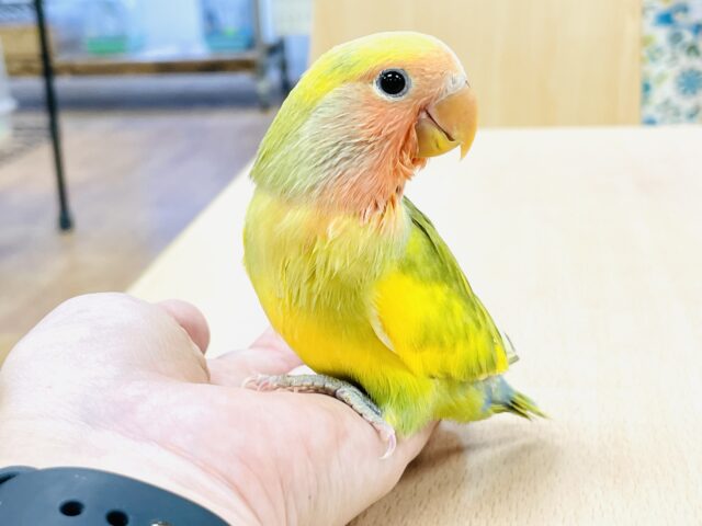 コザクラインコ（小桜インコ）